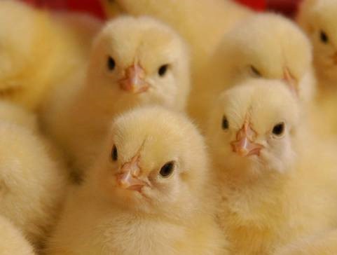 цыплята_.jpg
